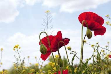 poppies clipart