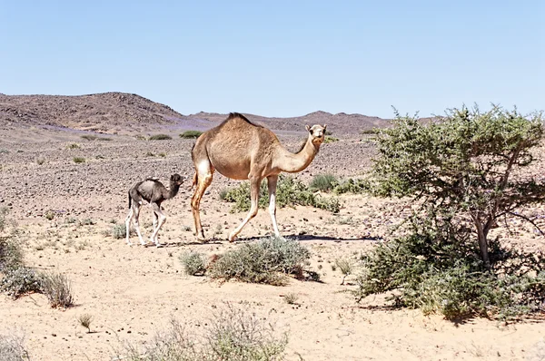 Camelo e deserto — Fotografia de Stock