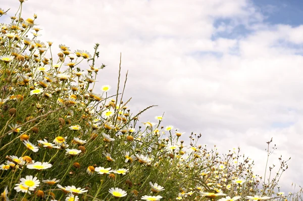 Countryside — Stock Photo, Image