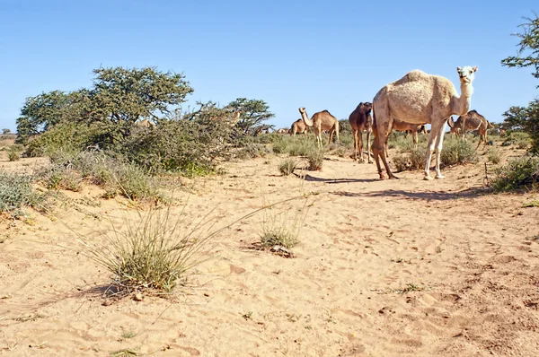 Sahara y camellos —  Fotos de Stock