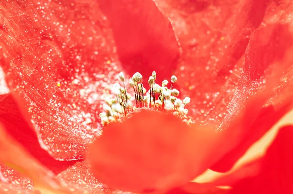 Makro květ — Stock fotografie