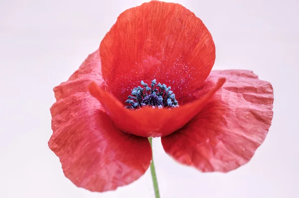 Macro flower — Stock Photo, Image