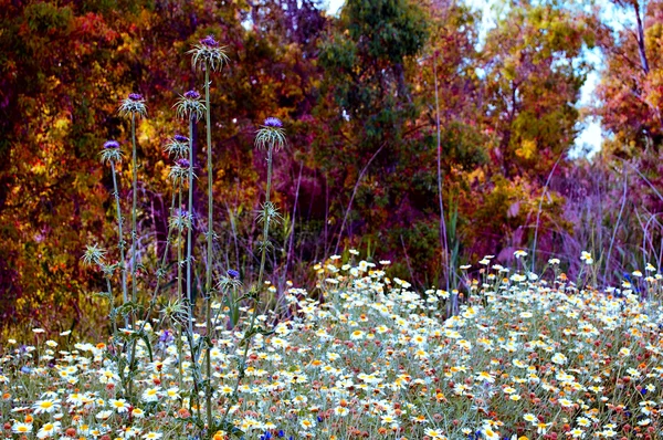 Prairies à fleurs de campagne — Photo