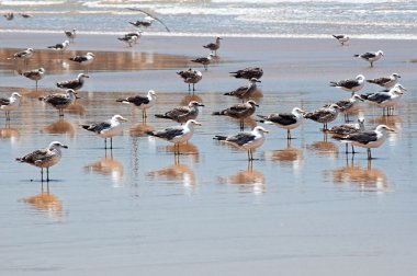Plaj sandalyesine martılar