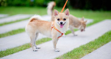 Evin önündeki çimenlerde yürüyen sevimli küçük köpek..