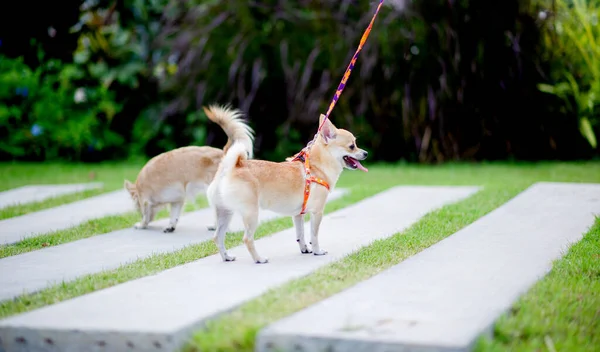 Carino Cagnolino Che Cammina Nell Erba Fronte Alla Casa — Foto Stock