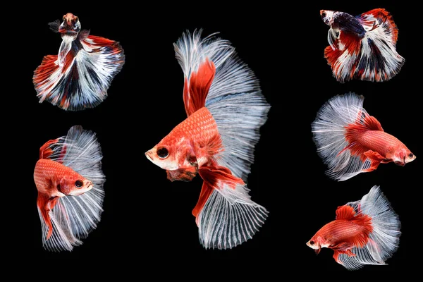Red Betta Fish Collection Fish Swimming Various Poses Ornamental Fish — Stock Photo, Image