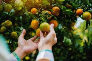 Portakal ekimi, bahçıvanlık ve tarım, bahçeden hasat, tatlı portakallar yüksek C vitamini içeren sağlıklı meyvelerdir..