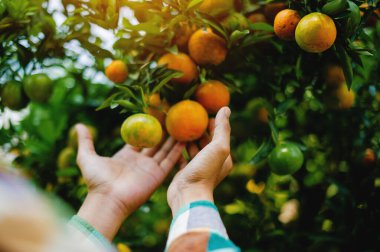 Portakal ekimi, bahçıvanlık ve tarım, bahçeden hasat, tatlı portakallar yüksek C vitamini içeren sağlıklı meyvelerdir..