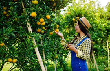 Portakal ekimi, bahçıvanlık ve tarım, bahçeden hasat, tatlı portakallar yüksek C vitamini içeren sağlıklı meyvelerdir..