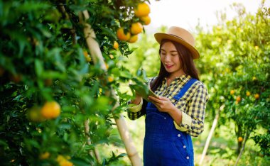 Portakal ekimi, bahçıvanlık ve tarım, bahçeden hasat, tatlı portakallar yüksek C vitamini içeren sağlıklı meyvelerdir..