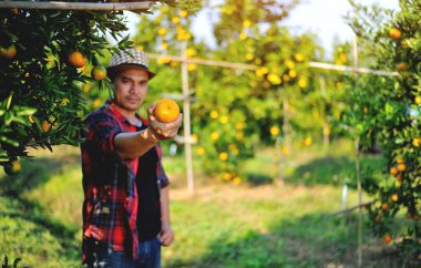 Tatlı portakal yetiştirerek, portakal toplayarak ve çiftçilerin bahçelerinden gelir sağlayarak çiftçilik yapmak..