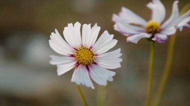 Kozmos çiçekleri bereketli doğal ortamlarında çiçek açıyor..