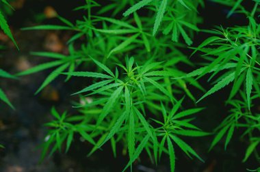 Tedavi amaçlı esrar yetiştirmek ve sürdürülebilir tarım uygulamak tıbbi kullanım için yararlıdır.