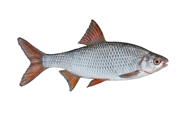 Frischer Lebender Kakerlakenfisch Isoliert Auf Weißem Hintergrund Rutilus Rutilus — Stockfoto