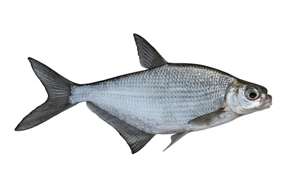 Fresh Alive White Eye Bream Fish Isolated White Background Ballerus — Stock Photo, Image