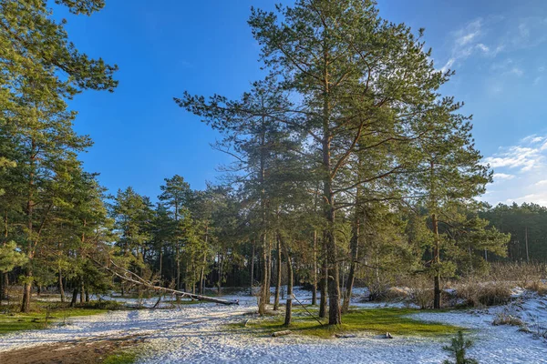 Der Frühling Kommt Begegnung Von Winter Und Frühling Erstaunliche Waldlandschaft — Stockfoto