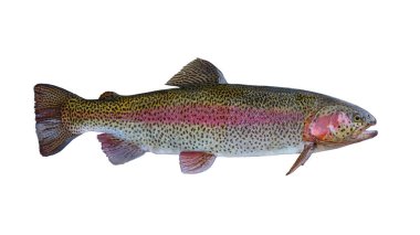 Rainbow trout salmon fish isolated on white background clipart