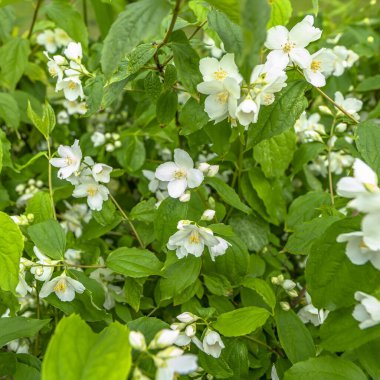 Yasemin bahar çiçekleri bitki bahçesindeki doğal yaşam alanlarında