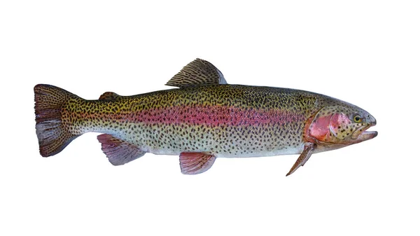 Trucha Arco Iris Salmón Aislado Sobre Fondo Blanco —  Fotos de Stock