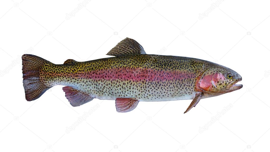 Rainbow trout salmon fish isolated on white background