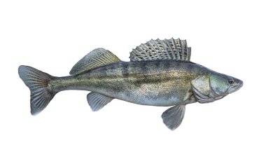 Zander. Beyaz arka planda izole edilmiş Walleye balığı. Sander pikeperch balıkçılığı