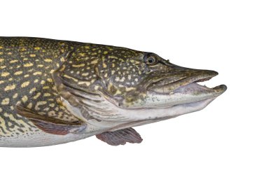 Turna balığı. Beyaz arka planda izole edilmiş canlı balıkların başı. Muskellunge balıkçılığı