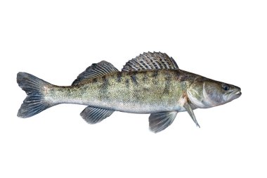 Zander. Walleye beyaz arka planda izole edilmiş canlı balık. Sander pikeperch balıkçılığı
