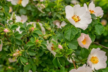 Güllük gülistanlık. Köpek gülü çiçekleri. Rosa Canina, baharda.