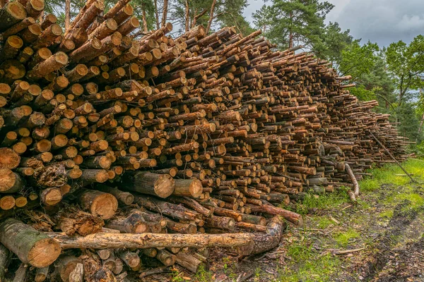 Deforestation Concept Stumps Logs Branches Tree Cutting Forest — Stock Photo, Image