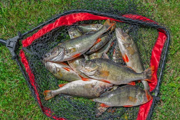 Рыбалка Лот Большой Окунь Рыбы Рыболовной Сети Посадки Зеленой Траве — стоковое фото