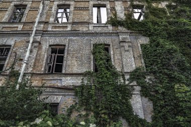 Eski harabe bina sarmaşığı