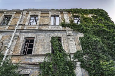 Eski harabe bina sarmaşığı