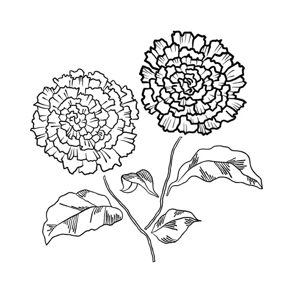 Skiss av krysantemum blommor på vit bakgrund. — Stockfoto