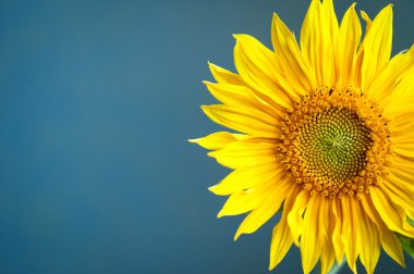 Sunflower on blue background. clipart