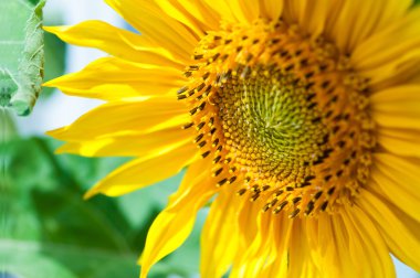 Sunflower on green background. clipart