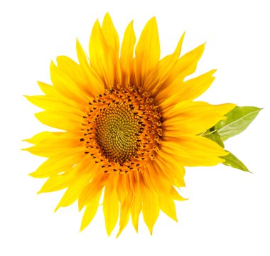 Sunflower isolated on white background. clipart