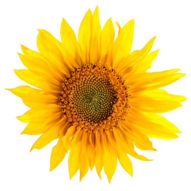 Sunflower isolated on white background. clipart