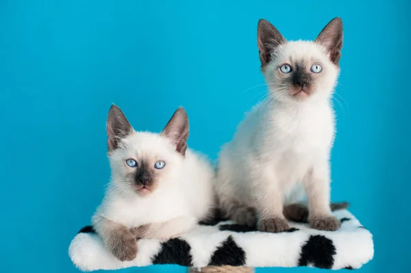 Siamese kattungar sitter över blå bakgrund — Stockfoto