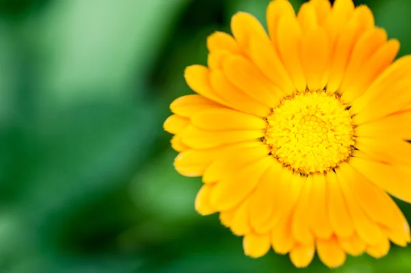 Laranja calêndula flor close-up — Fotografia de Stock