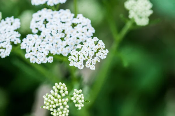 Bílá yarrow květiny makro pozadí — Stock fotografie