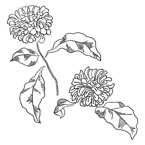 Ilustración vectorial con crisantemos — Vector de stock