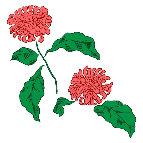菊とベクトル図 — ストックベクタ