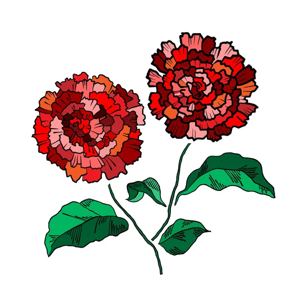 手描きの菊の花をベクトルします。 — ストックベクタ