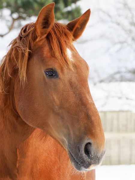 Snímek Hlavy Vzácného Koně Suffolk Punch Zasněženém Výběhu — Stock fotografie