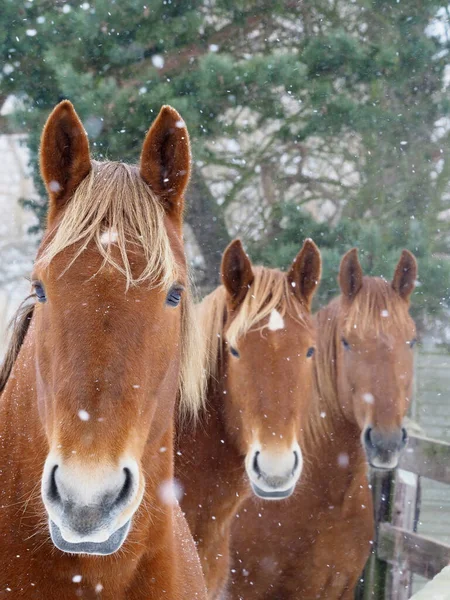 豪雪の中で3頭のサフォークパンチ馬 — ストック写真