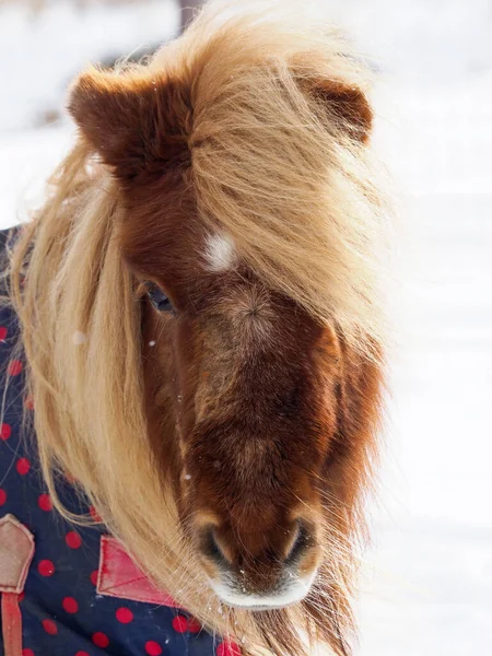 Lindo Pony Shetland Una Alfombra Invierno Nieve — Foto de Stock