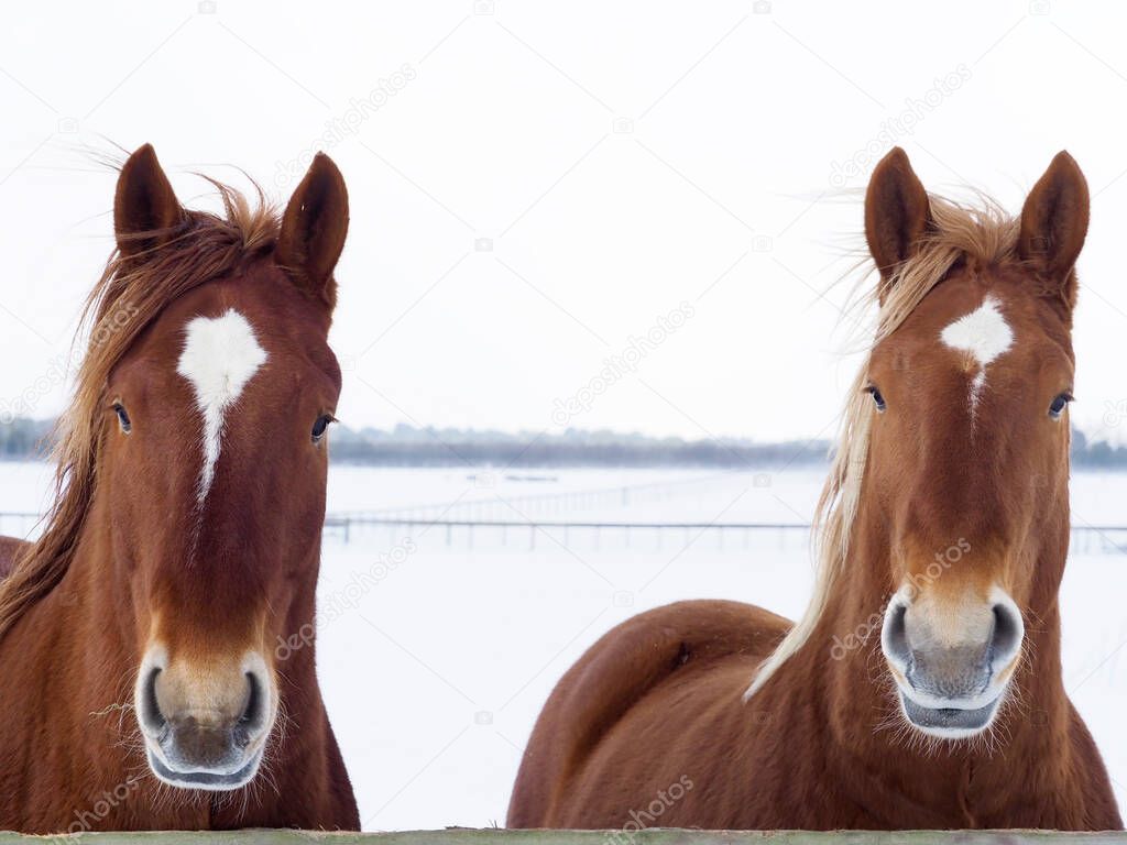 A head shot of two rare breed Suffolk Punch horses in a snowy paddock.