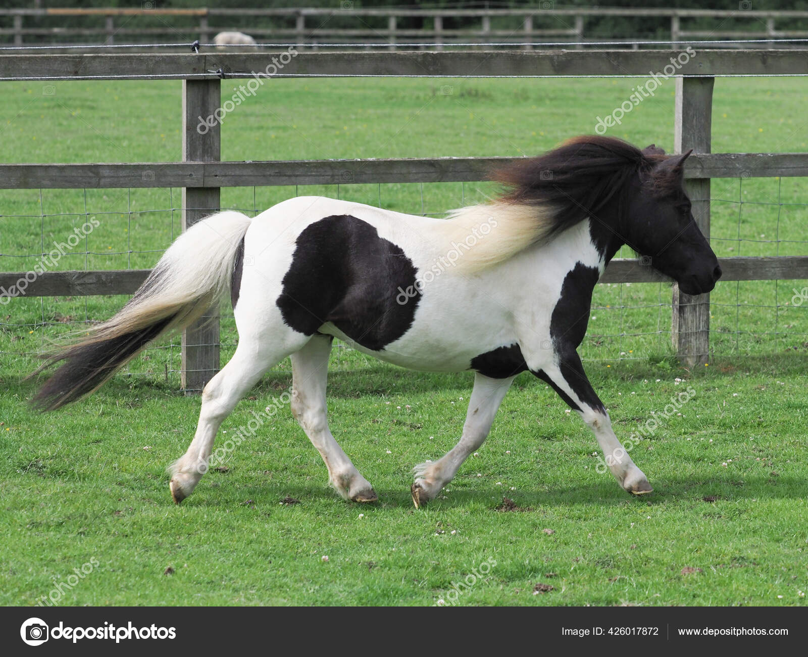 Imagens de Native pony sem royalties | DepositPhotos, image size:1600x1300