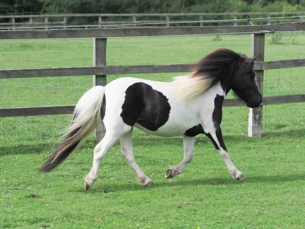 Een Schattige Shetland Pony Trots Vrijheid Een Paddock — Stockfoto